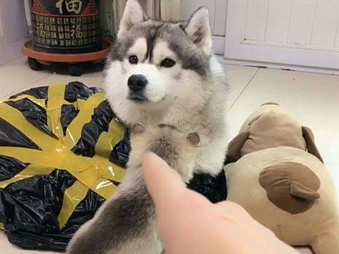 论哈士奇能有多聪明,哈士奇的智商和训犬师