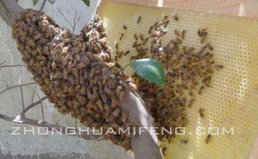 及时挽救散团的越冬蜂:张河勇