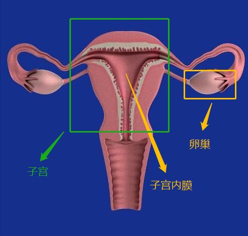 女生大姨妈量多正常还是量少正常,大姨妈来的量少怎么办需要治疗吗