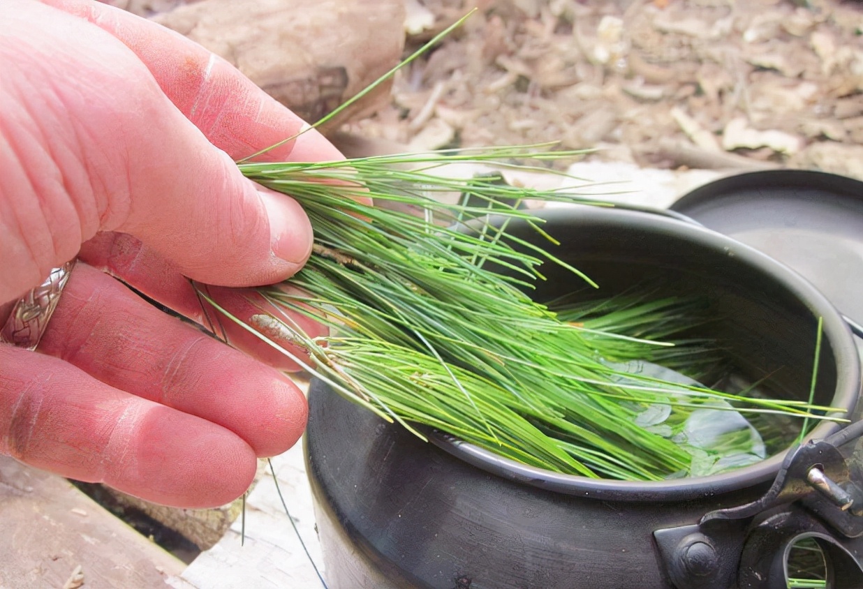 松针熏腊肉和柏树枝哪个好,松针树可以熏腊肉吗