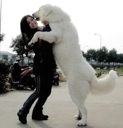 世界上一百种狗的图片,世界十种名贵狗