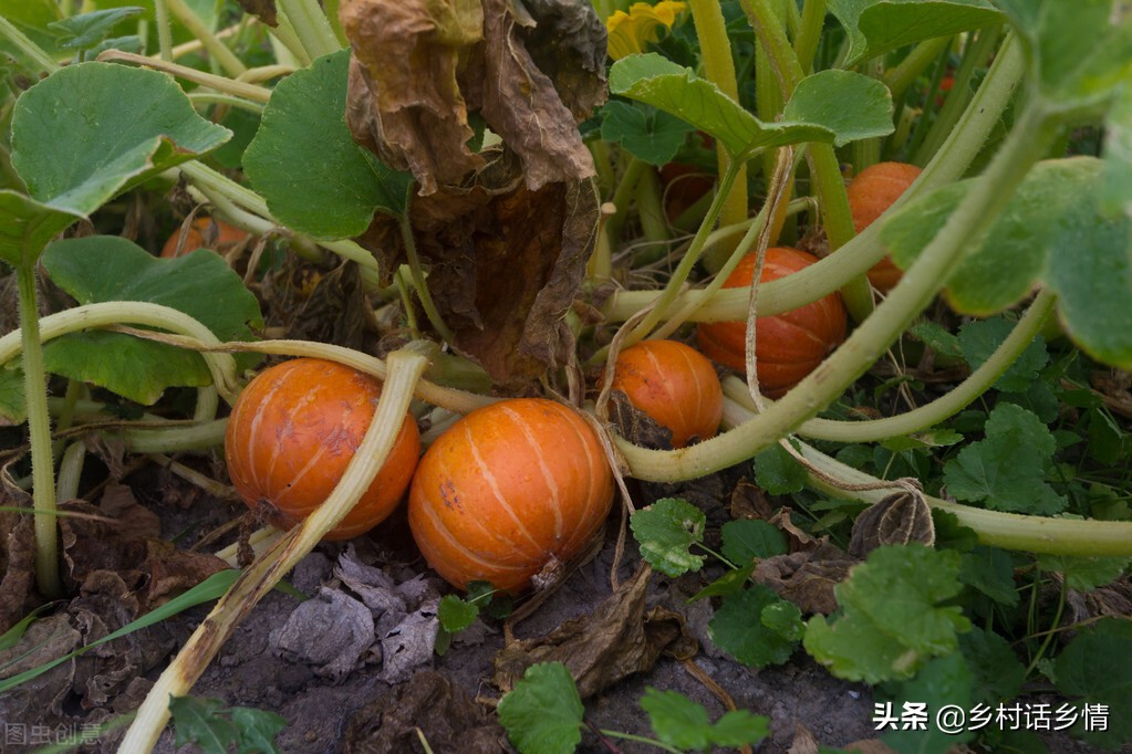 蔬菜瓜类的种植方法,瓜如何种植才结得多