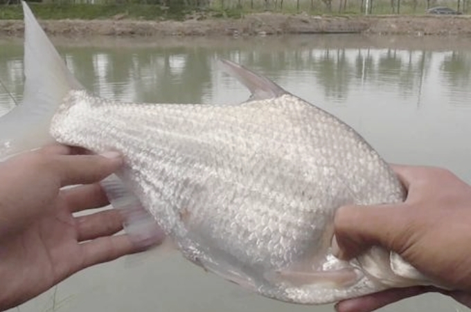高手钓鲢鳙教学,大师钓鳊鱼技巧调漂
