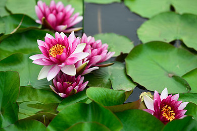 废弃大水缸养睡莲,旧水缸养睡莲可以放养什么小鱼