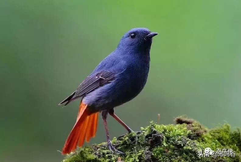 石燕笼养方法,石燕红尾水鸲