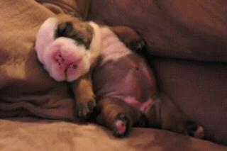 最新发现，狗狗的做梦过程，还会身体抽搐还大叫，可以叫醒它吗