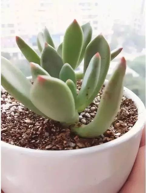 多肉早安图片大全,多肉大全100图