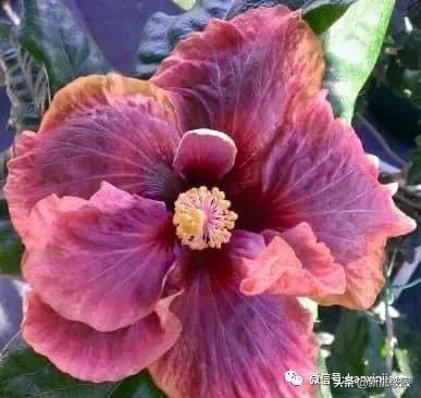 扶桑花和木槿花的区别图片,扶桑木槿花图片