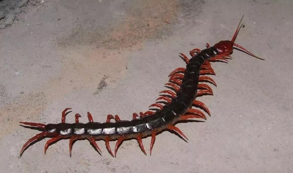 最大蜈蚣有多大,蜈蚣最大有多大