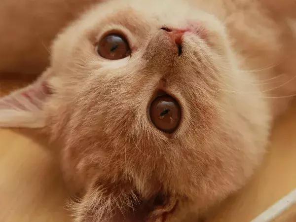 体外驱虫会导致猫咪死亡吗,体外驱虫是杀死蜱虫吗