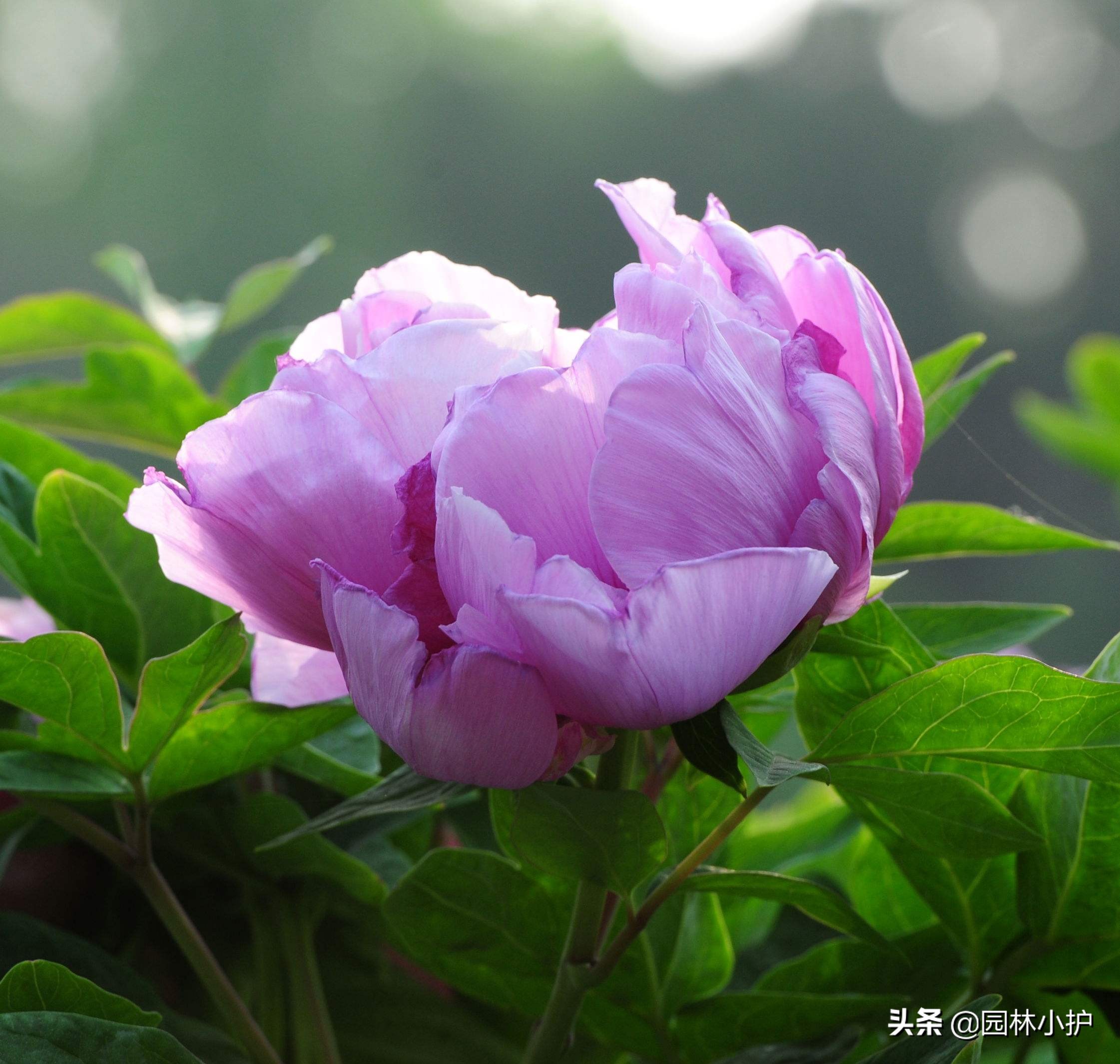 花草蔫了用了啥药,花草突然萎蔫后如何养护