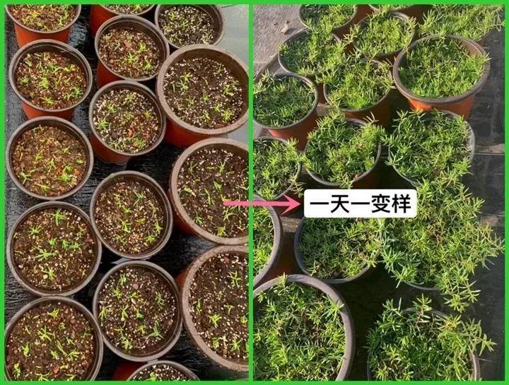 扦插花的快速生根法,哪些花卉可以用扦插的方法插活