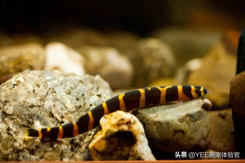 超便宜还很好养的小鱼 (便宜又好养的小鱼)