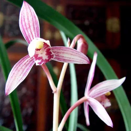 多季开花浓香的兰花品种有哪些,四季开花又香的兰花排名