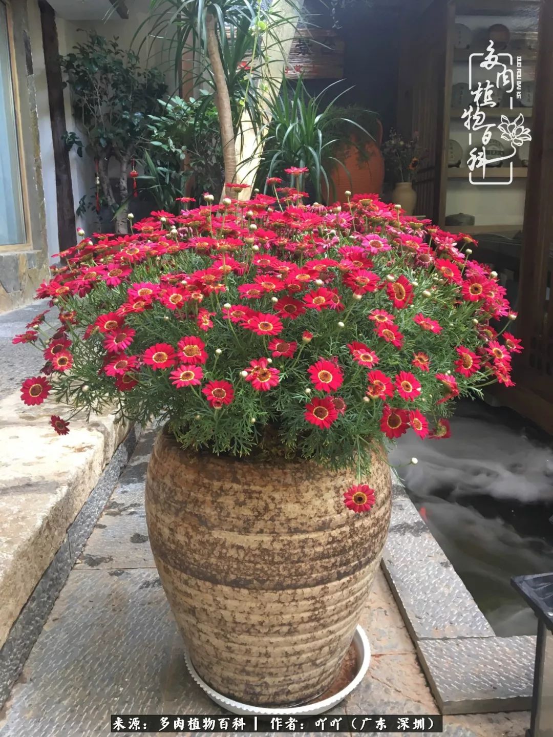 涓冨僵浜戝崡澶氳倝,浜戝崡澶氳倝涔嬫梾