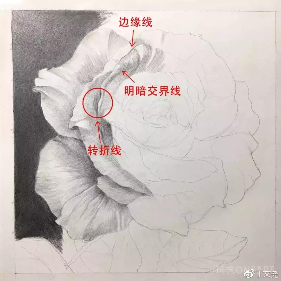 素描教程简单8-12岁玫瑰花,玫瑰素描怎么画