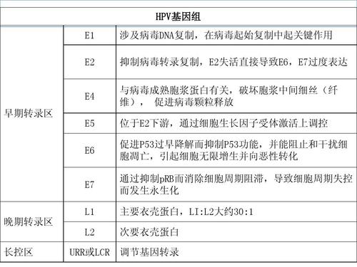 人乳头瘤病毒E6/E7mRNA与宫颈病变关系的研究进展