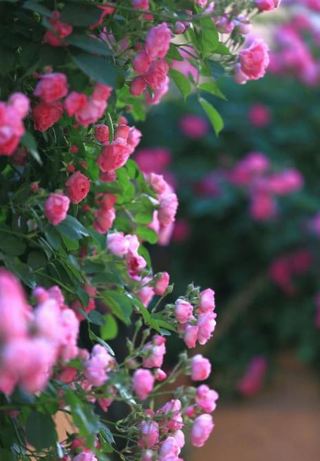 诗词欣赏诗词中的夏天,关于夏天的经典古诗词欣赏