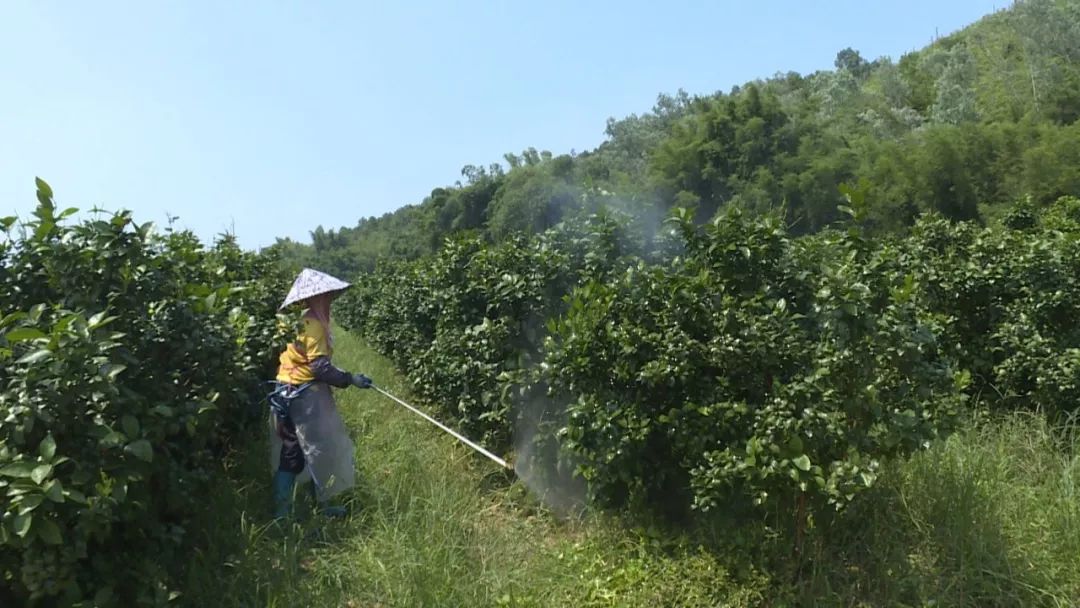 广东复种沙糖桔基地,沙糖桔种植基地规划图