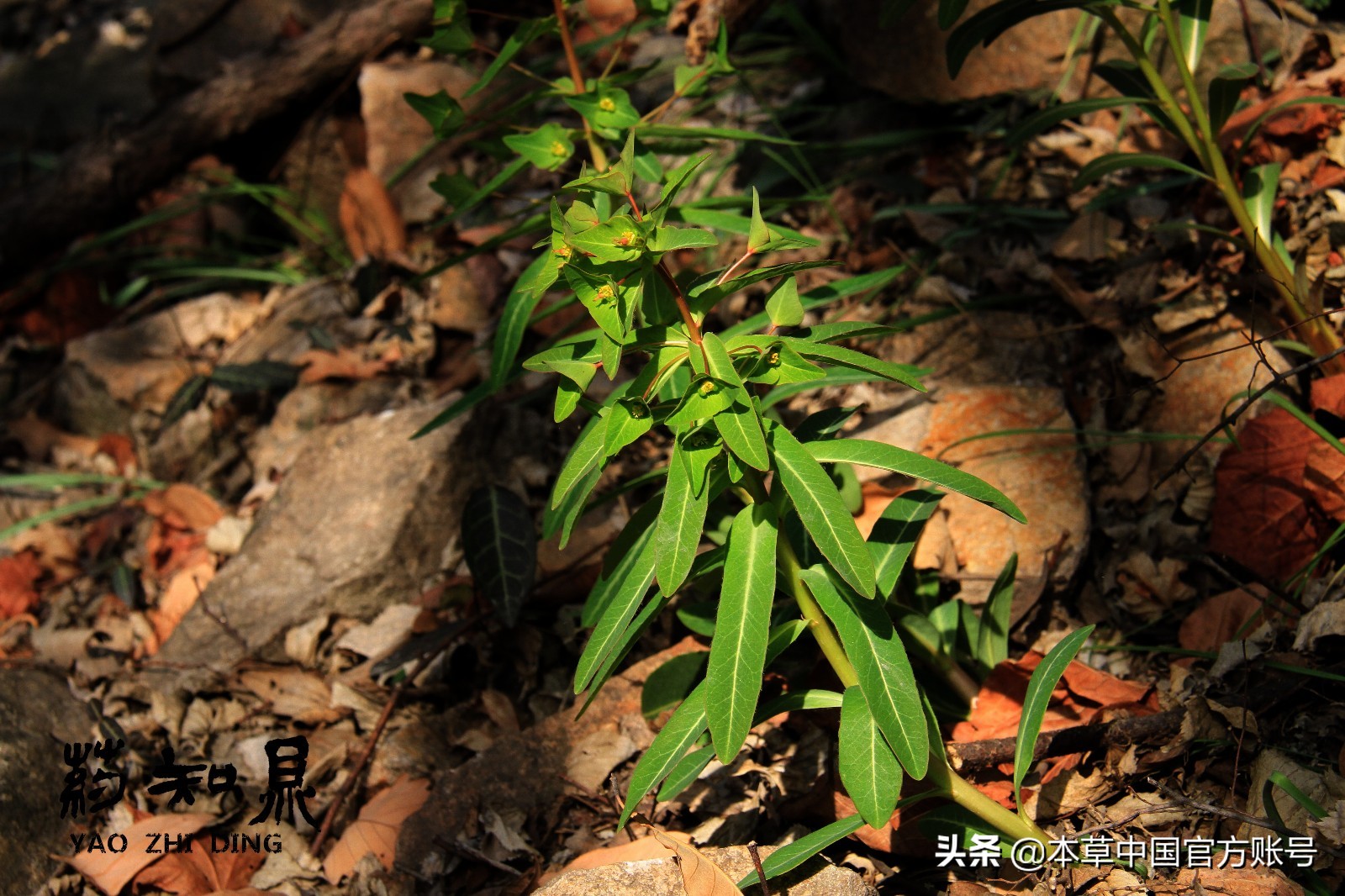 【本草百科·药知鼎——狼毒】花美却是恶毒之药，杀飞鸟走兽