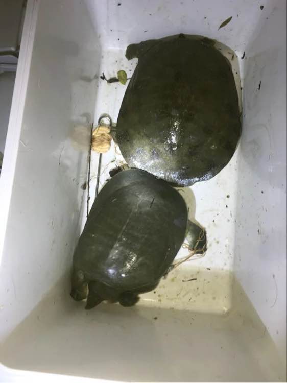 最简单最有效的钓甲鱼方法,甲鱼的正确钓法