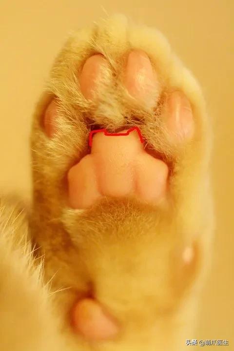 怎么让猫主动求抱抱,如何让猫给撸给抱