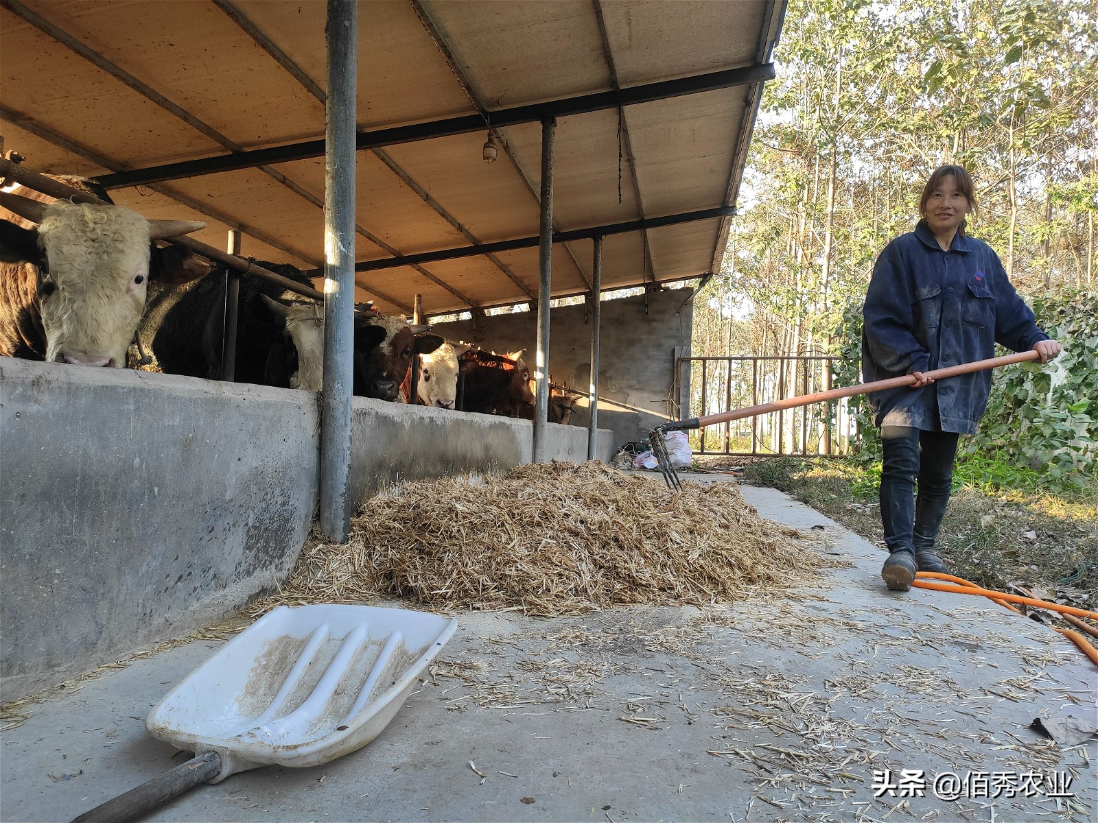 农村养牛人最害怕的是什么,农村50头黄牛该怎么养