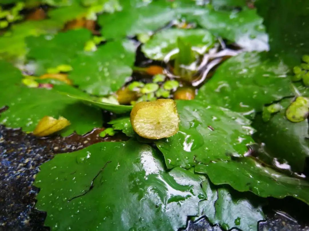 你吃的菱，是2角、4角还是0角？