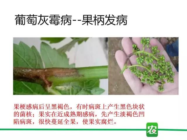 灰霉病视频图片,葡萄灰霉病和草莓灰霉病