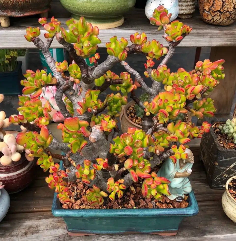 好养的盆栽花卉大全,人养花花