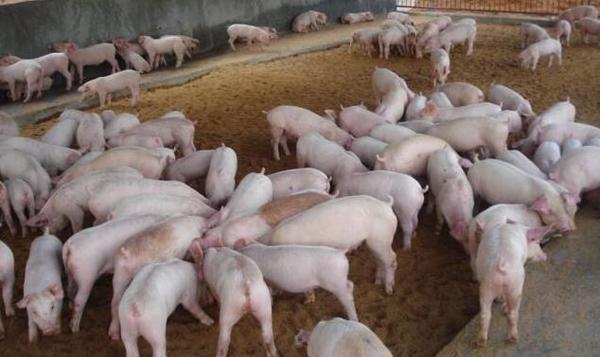 农村怎么创业致富的好项目,农村200万投资致富项目