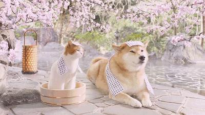 贝迪温泉团购门票,重庆贝迪温泉门票价格