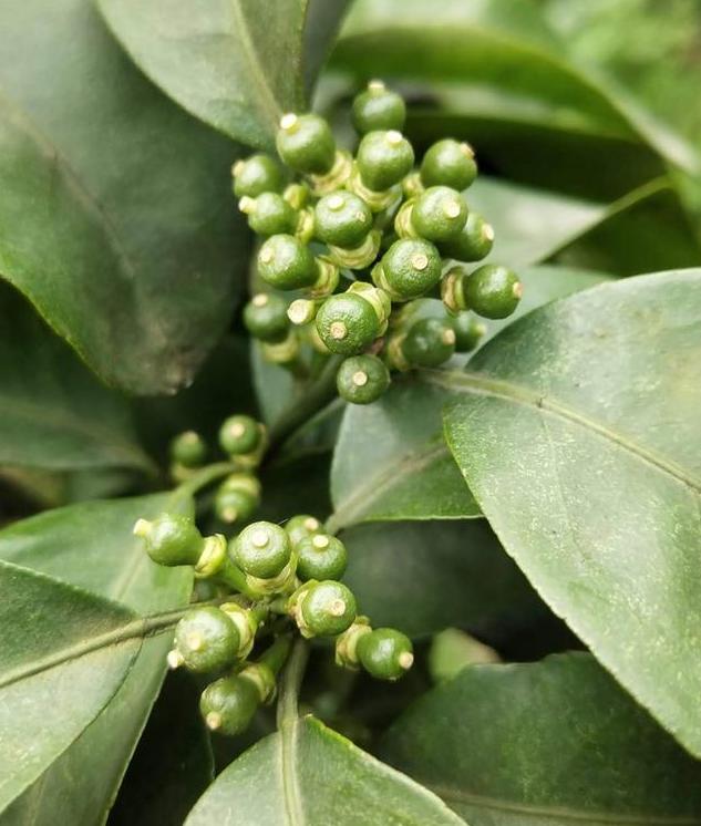 果实没有膨大的原因,果实大小不一主要是什么引起的