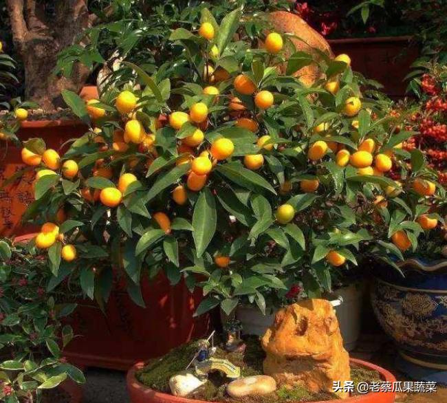 金桔开花挂不住果什么原因,金桔树挂不住果是为什么