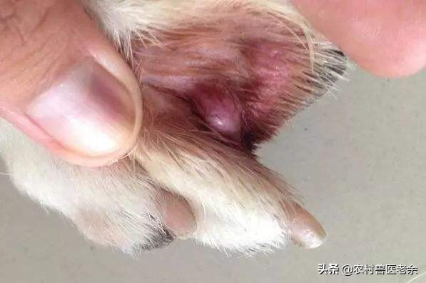 猫狗常见的疾病和原因,宠物皮肤病诊断