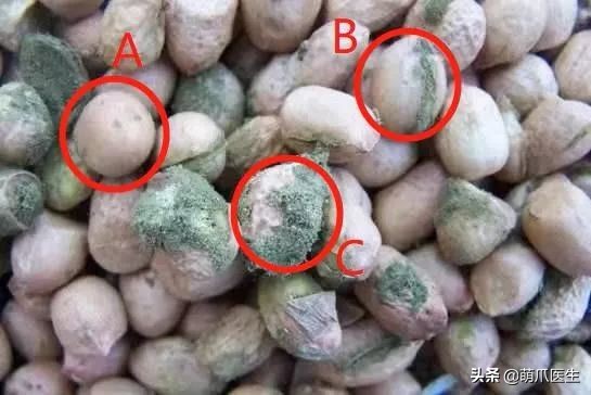 哪个品牌的猫粮把猫吃死了,go猫粮出事后怎么办