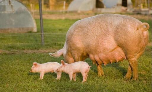 母猪死胎是什么原因,减少母猪死胎的对策你知道多少