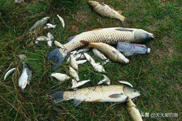 自然水域钓大鱼竿子怎么选择,自然水域野钓鲤鱼技巧及方法