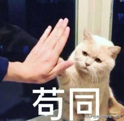 猫咪最爱的7款玩具,猫咪玩具排行榜前十名