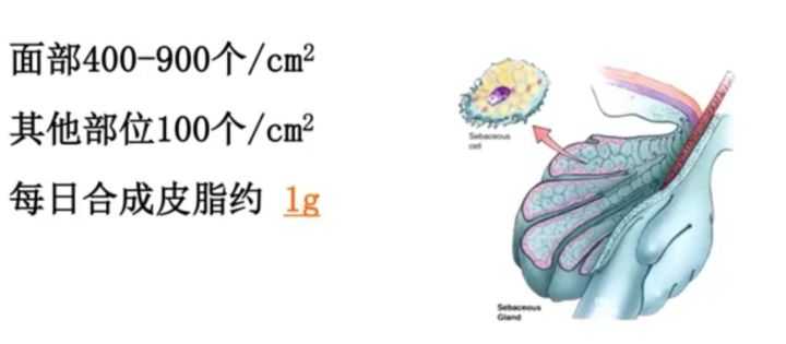 额头皮肤暗沉怎么上粉底液,皮肤黑黄暗沉怎么选粉底液