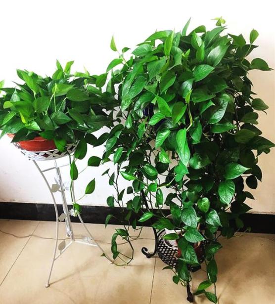 养绿萝不黄叶的方法,绿萝多久浇一次水如何养