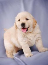 金毛品种的狗的图片,金毛寻回猎犬排行