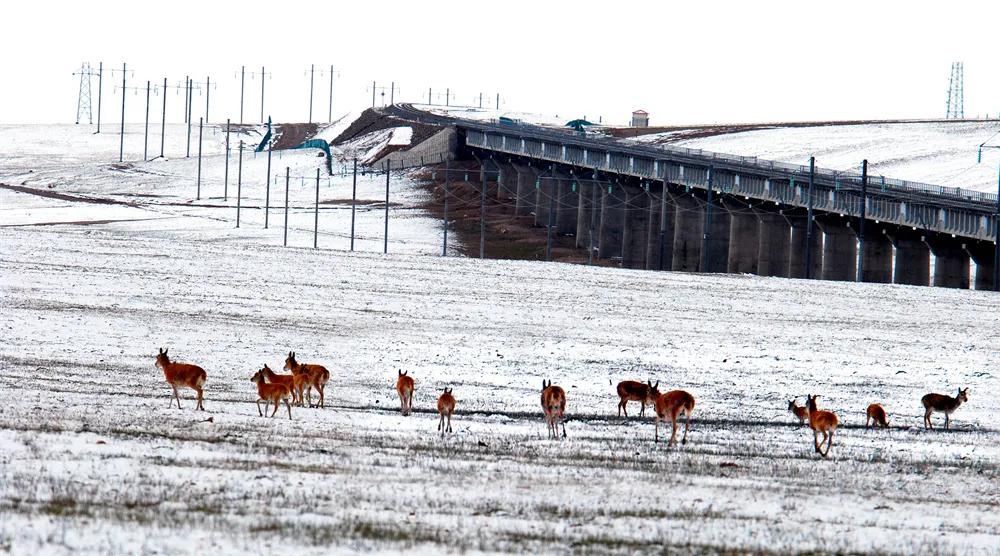 动车组体验,乘坐中国标准动车组的感受