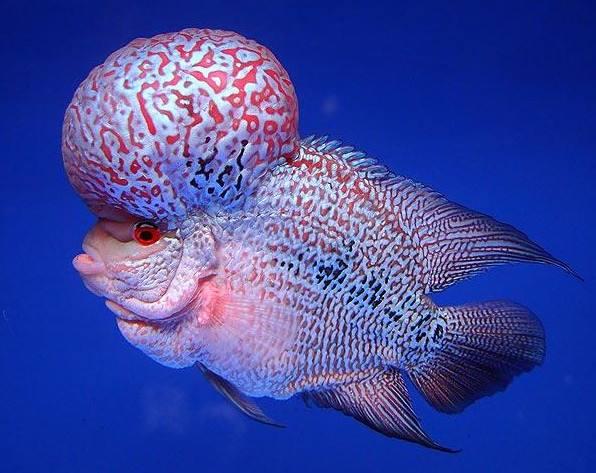 最嘴贱的观赏鱼,嘴很贱的观赏鱼有哪些