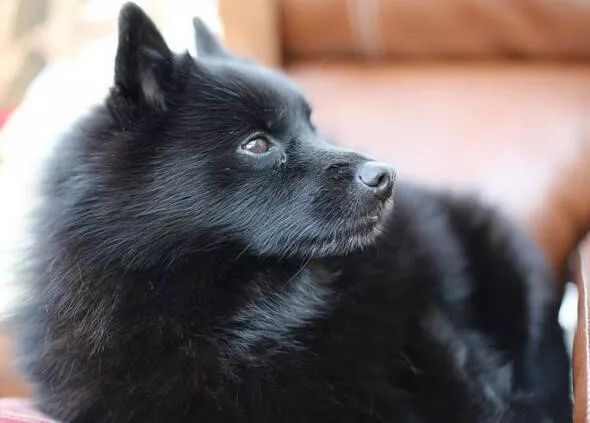 每日一犬爱尔兰猎狼犬,西帕基犬优缺点及性格特征介绍