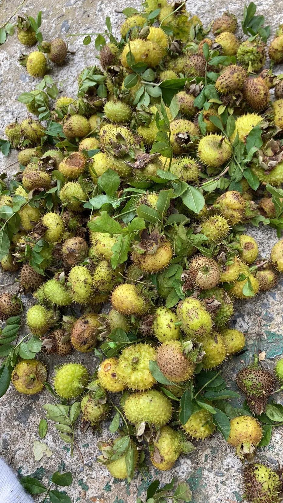 重庆周边摘果子的地方在哪里,重庆12月摘野果