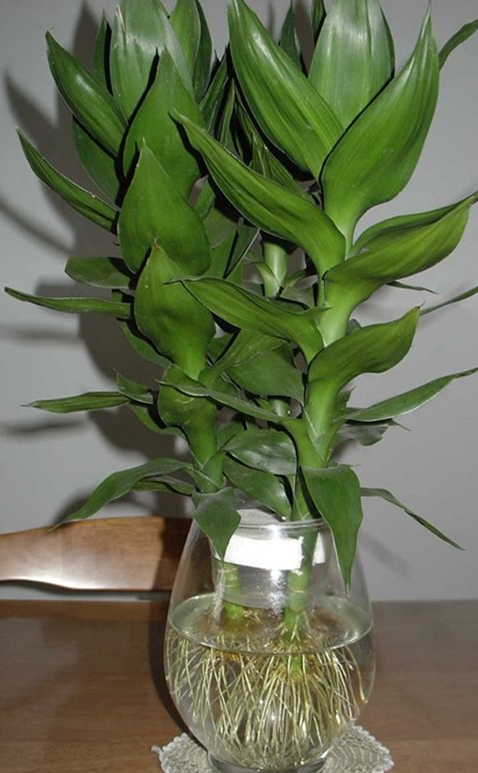 植物土生根和水生根的区别,水生根都有哪些植物