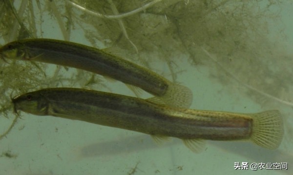 泥鳅高密度养殖技术,泥鳅养殖技术和饲料配方比较