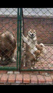 有人从后面锁喉怎么挣脱搞笑,搞笑的防御招式反击