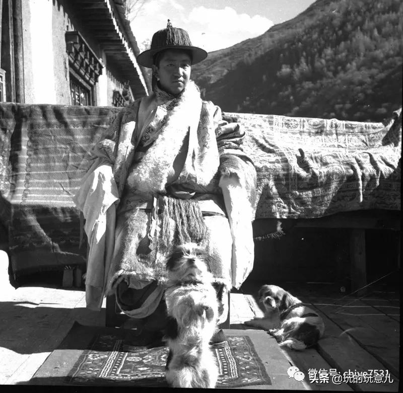 京巴狗与西藏狗,京巴犬和西班牙獒